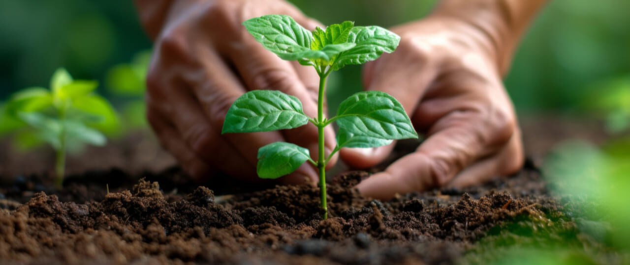 Agricultores hondureños y el compromiso de Ficohsa: un futuro más verde